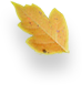 Autumn Leaf