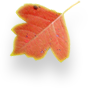 Autumn Leaf